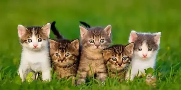 عکس انواع گربه های خانگی
