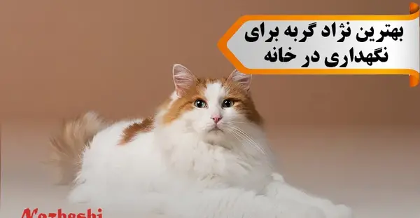 عکس زیباترین گربه های خانگی