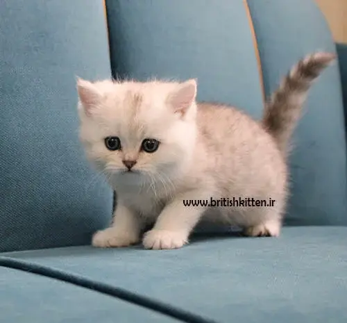 عکس بچه گربه های خانگی