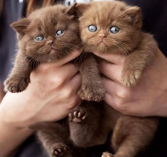 عکس بچه گربه های خانگی
