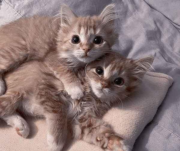 دانلود عکس گربه های خانگی