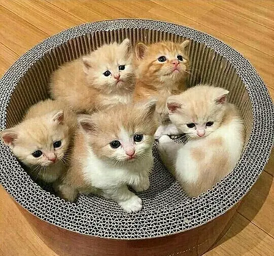 دانلود عکس گربه های خانگی