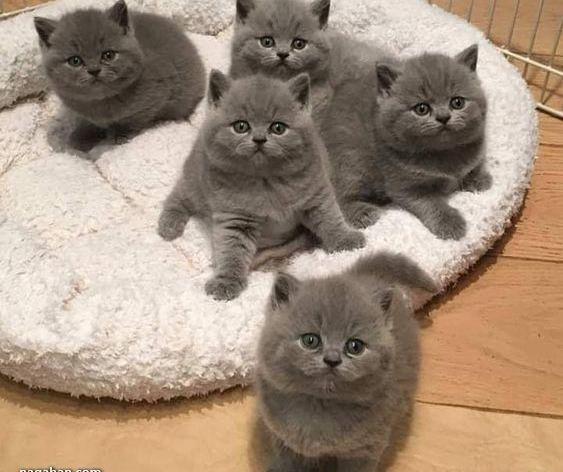 عکس بچه گربه های پشمالو