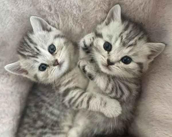 عکس بچه گربه های پشمالو