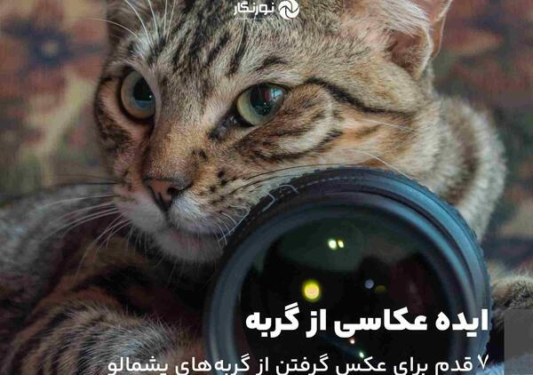 عکس گربه های خیلی پشمالو