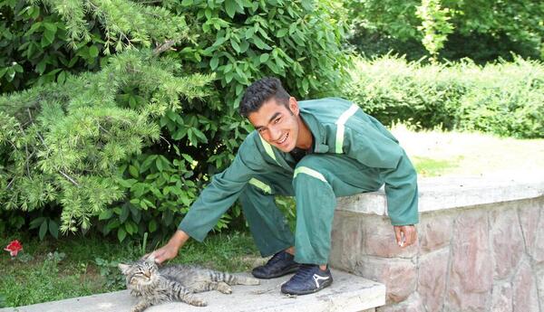 دانلود عکس گربه های وحشی