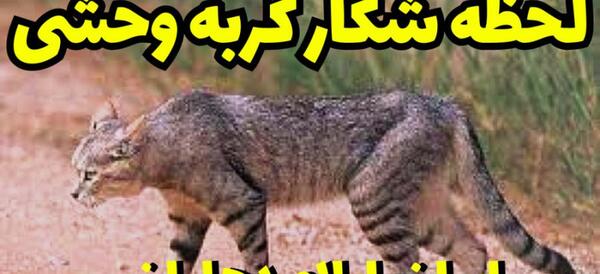 دانلود عکس گربه های وحشی