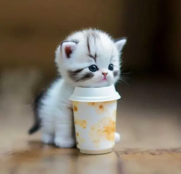 عکس گربه های خوشگل و ناز