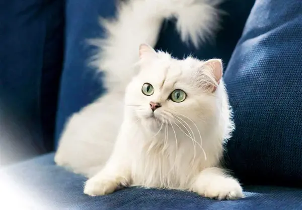 عکس گربه های سفید خوشگل