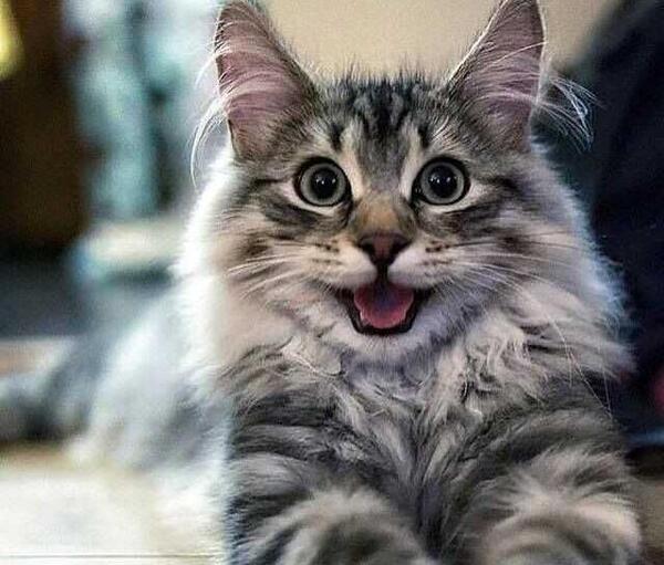 عکس گربه های خیلی زیبا