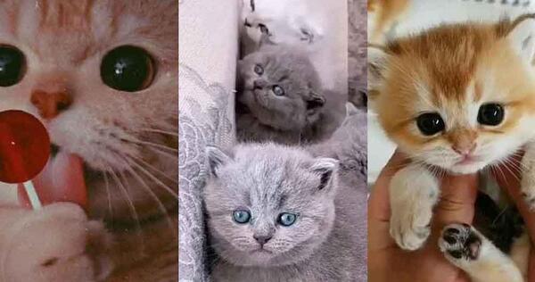 عکس گربه ی سیاه و سفید