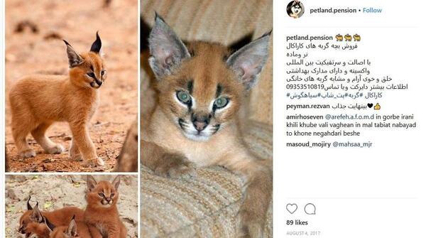 عکس گربه ی سیاه گوش