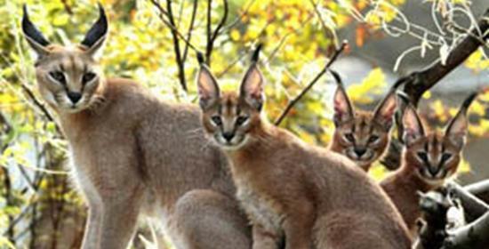 عکس گربه ی سیاه گوش