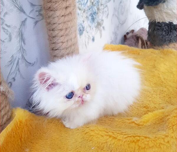 عکس گربه ی سفید چشم ابی