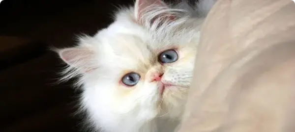 عکس گربه ی سفید چشم ابی