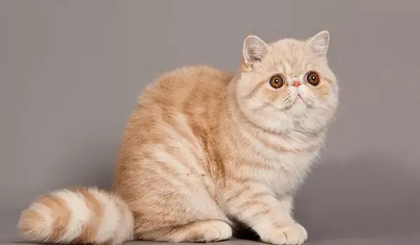 عکس گربه ی پرشین گارفیلدی