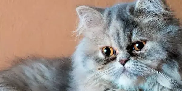 عکس گربه ی پرشین گارفیلدی