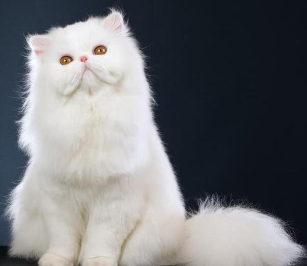 عکس گربه ی پرشین گارفیلدی