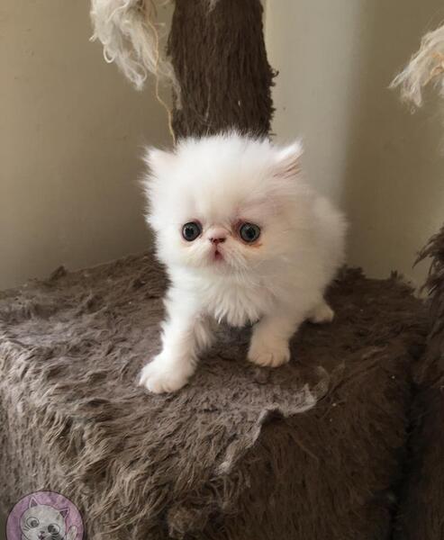 عکس بچه گربه ی پرشین