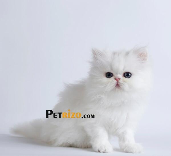 عکس بچه گربه ی پرشین