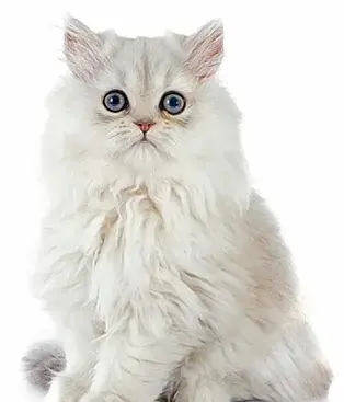 عکس بچه گربه ی پرشین