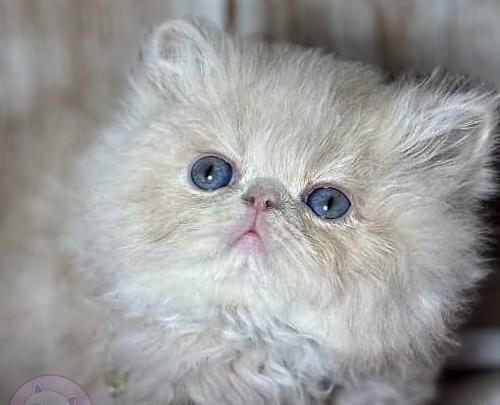 عکس های گربه ی پرشین