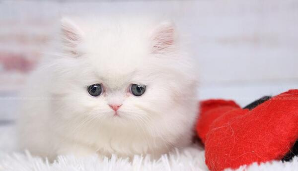 عکس های گربه ی پرشین