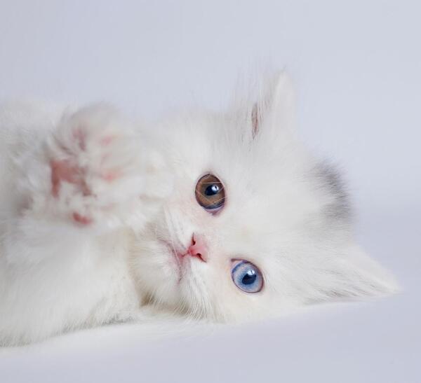 عکس گربه ی پرشین سفید