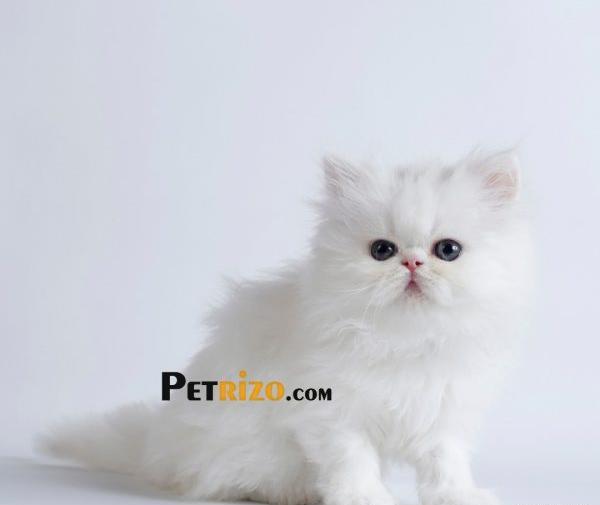 عکس گربه ی پرشین سفید