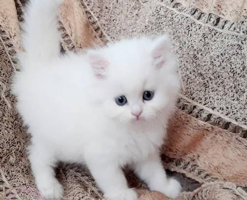 عکس گربه ی پرشین سفید