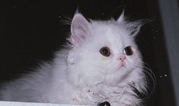 عکس گربه ی پرشین سفید