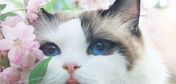 عکس گربه ی ملوس و بامزه