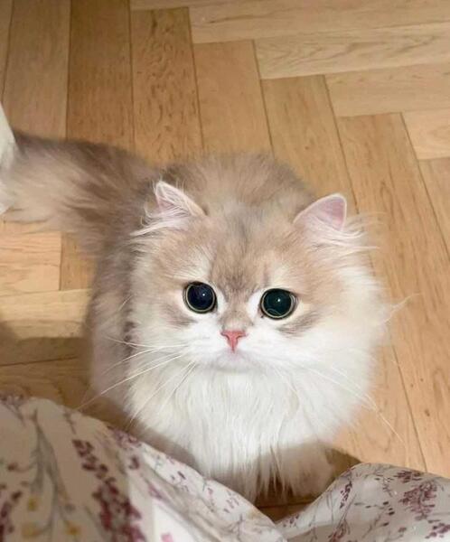 عکس گربه ی ملوس و بامزه