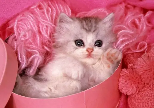 عکس گربه های کوچولو خوشگل