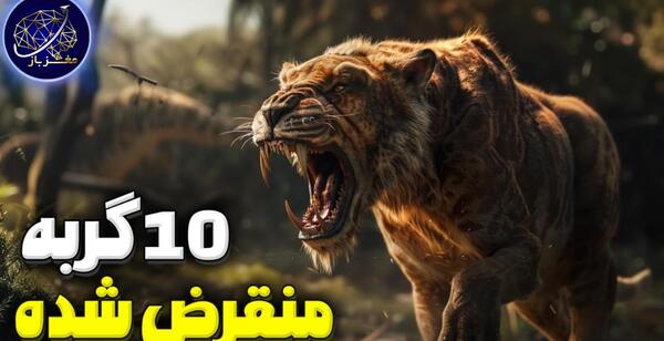 عکس گربه های بزرگ وحشی
