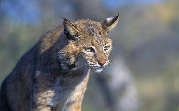 عکس گربه های خیلی وحشی