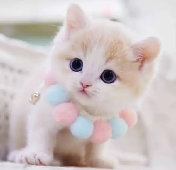 عکس گربه های ناز خانگی