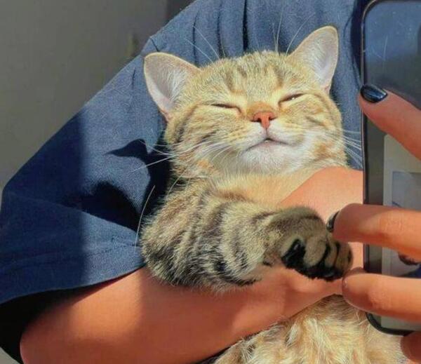 عکس گربه و دختر کیوت
