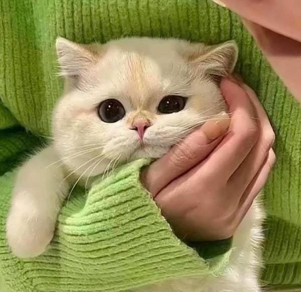 عکس گربه دختر برای پروفایل