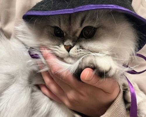 عکس گربه دختر برای پروفایل