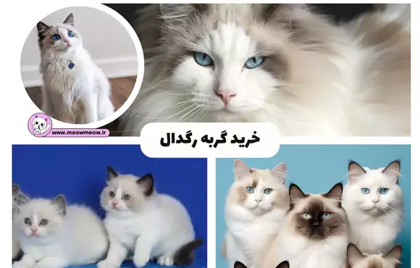 عکس گربه ی وحشی ترسناک