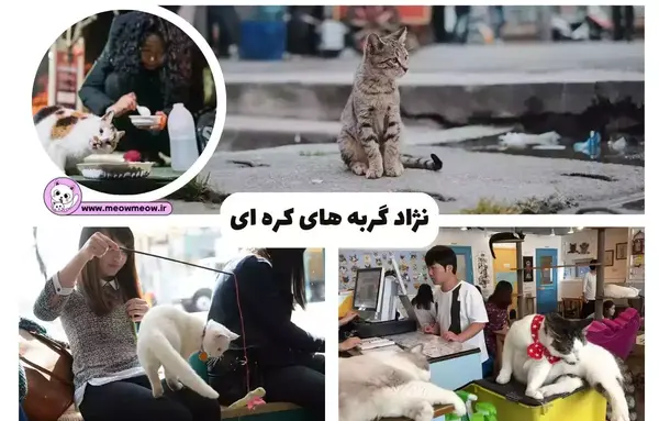 عکس گربه خیلی وحشتناک