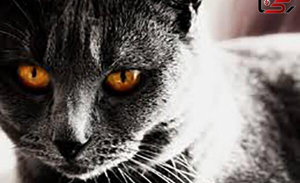 عکس گربه خیلی وحشتناک