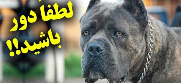 عکس گربه خیلی وحشتناک