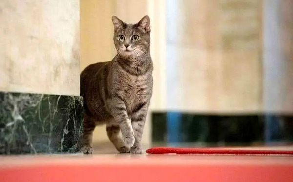 عکس گربه خیلی وحشتناک