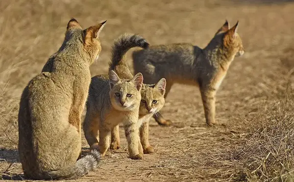 عکس گربه وحشی کوهستانی
