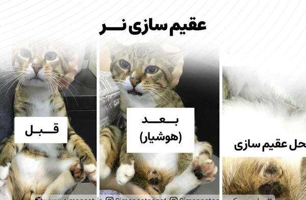 عکس گربه نر عقیم شده