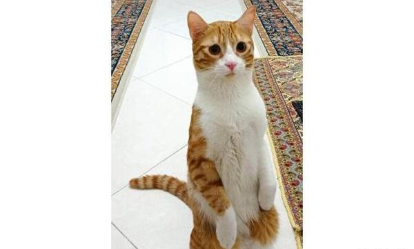 عکس گربه نر عقیم شده