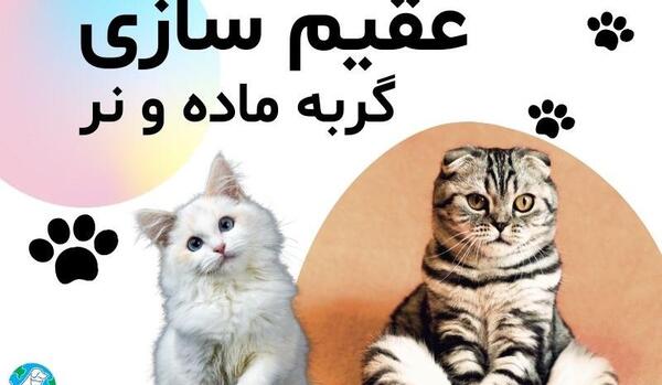 عکس گربه نر عقیم شده
