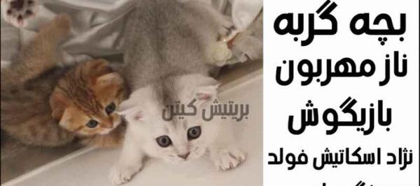 عکس گربه کوچولو ناز نازی